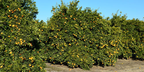 Healthy orange trees