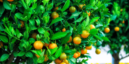 Healthy orange trees